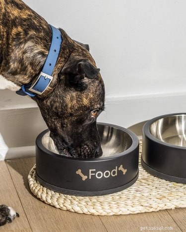 Top Stainless Steel Dog Bowls of 2022 – Durable, Hygienic, and Long-Lasting