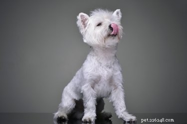 Top-Rated Lick Mats to Calm Your Dog: A Trusted Guide