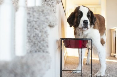 Top Elevated Dog Water Bowls for Comfort & Health