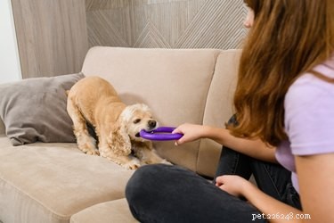 Top Dog-Friendly Tug Toys for Strong, Safe Play