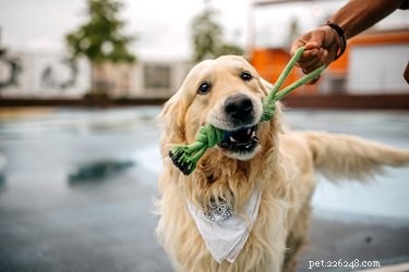 Top Dog-Friendly Tug Toys for Strong, Safe Play