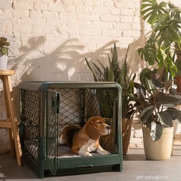 Top Dog Crates of 2022: Comfort, Safety & Style for Every Breed