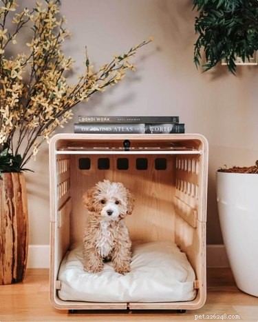 Top Dog Crates of 2022: Comfort, Safety & Style for Every Breed