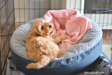 Top Dog Crates of 2022: Comfort, Safety & Style for Every Breed