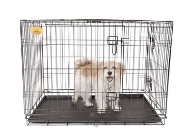 Top Dog Crates of 2022: Comfort, Safety & Style for Every Breed