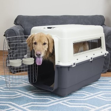 Top Dog Crates of 2022: Comfort, Safety & Style for Every Breed