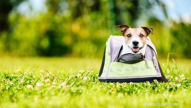 Top Airline-Approved Pet Carriers for 2022: Safe, Comfortable, and Certified