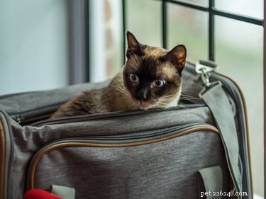 Top Airline-Approved Pet Carriers for 2022: Safe, Comfortable, and Certified