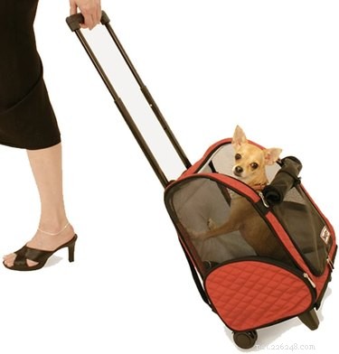 Top Airline-Approved Pet Carriers for 2022: Safe, Comfortable, and Certified