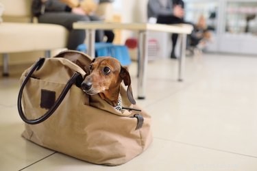 Top Dog Tote Bags: Stylish, Secure, and Comfortable for Every Trip