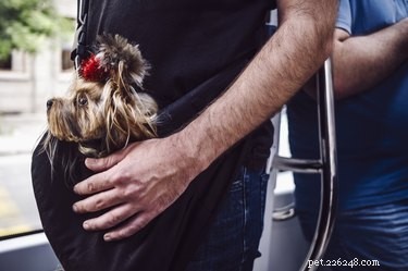 Top Dog Tote Bags: Stylish, Secure, and Comfortable for Every Trip