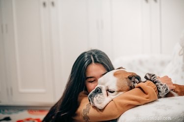 Do Dogs Truly Understand Our Apologies? Insights from Behavioral Science