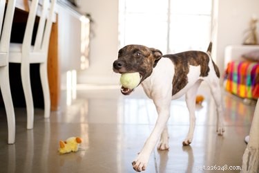 Top Dog Toy Storage Baskets of 2022: Organize Playtime & Protect Your Home