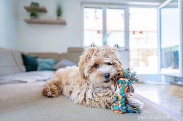 Top Dog Toy Storage Baskets of 2022: Organize Playtime & Protect Your Home