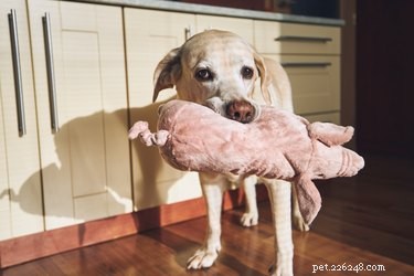 Top Plush Dog Toys of 2022: Comfort, Safety, and Fun for Your Pet