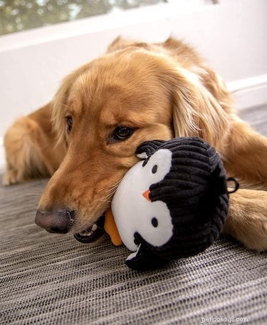 Top Plush Dog Toys of 2022: Comfort, Safety, and Fun for Your Pet