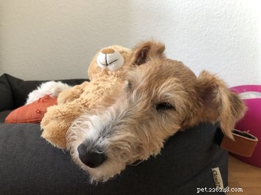 Top Plush Dog Toys of 2022: Comfort, Safety, and Fun for Your Pet