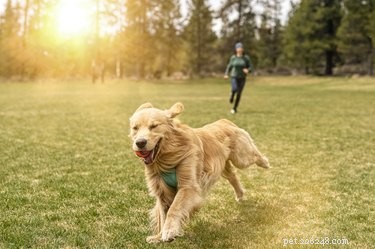 Top Fetch Toys for Dogs: Boost Energy, Reduce Anxiety, & Strengthen Bond