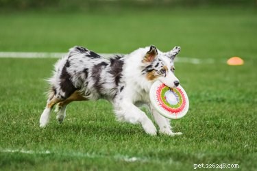 Top Fetch Toys for Dogs: Boost Energy, Reduce Anxiety, & Strengthen Bond