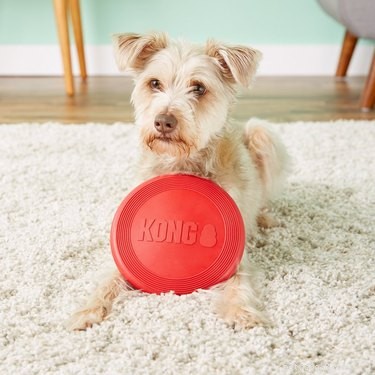 Top Fetch Toys for Dogs: Boost Energy, Reduce Anxiety, & Strengthen Bond