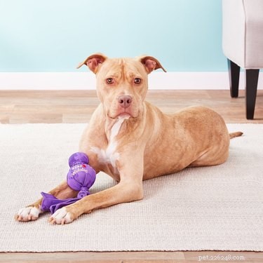 Top Fetch Toys for Dogs: Boost Energy, Reduce Anxiety, & Strengthen Bond