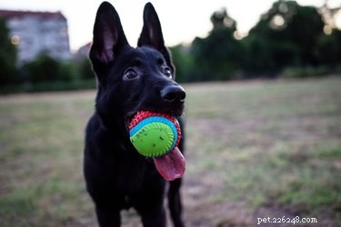 Ultimate Guide to Durable Dog Toys for Heavy Chewers – Trusted, Long-Lasting, and Safe
