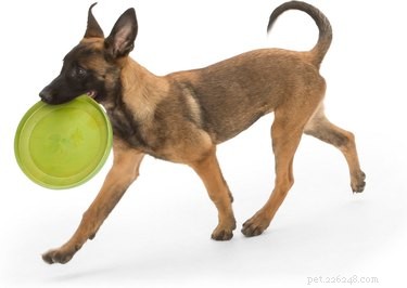 Ultimate Guide to Durable Dog Toys for Heavy Chewers – Trusted, Long-Lasting, and Safe