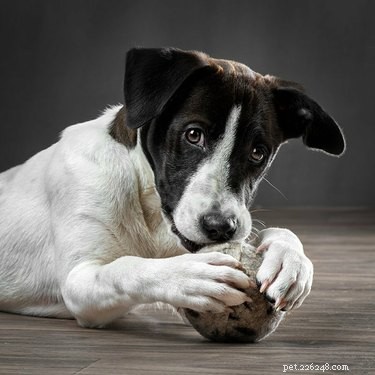 Ultimate Guide to Durable Dog Toys for Heavy Chewers – Trusted, Long-Lasting, and Safe