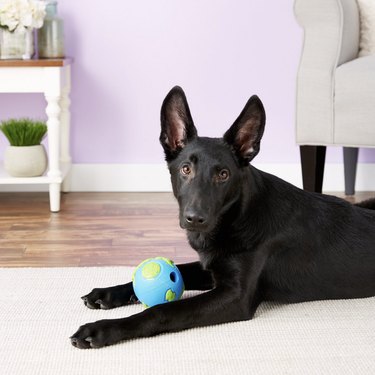 Ultimate Guide to Durable Dog Toys for Heavy Chewers – Trusted, Long-Lasting, and Safe
