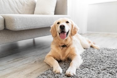 Top-Rated Automatic Dog Feeders for Reliable, Timely Meals