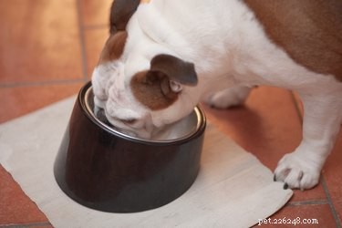 Top‑Rated Pet Feeding Mats: Keep Your Floors Clean and Your Pet Happy