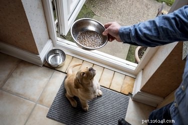 Top‑Rated Pet Feeding Mats: Keep Your Floors Clean and Your Pet Happy