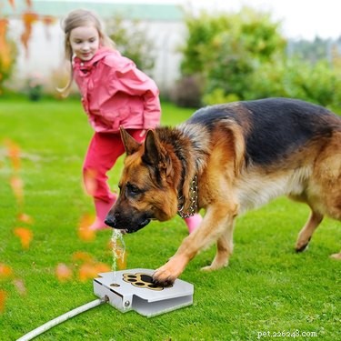 Top Dog Water Fountains: Fresh, Flowing Hydration for Your Furry Friend