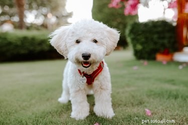 Top Dog Water Fountains: Fresh, Flowing Hydration for Your Furry Friend