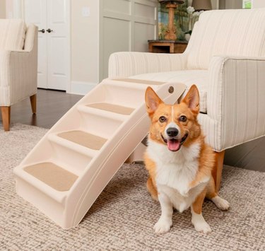 Top Amazon Cyber Monday Deals on Premium Dog Products – Save Big Today