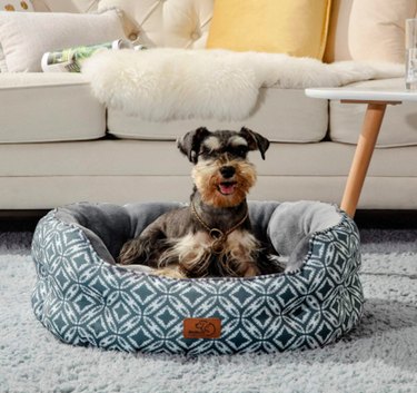 Top Amazon Cyber Monday Deals on Premium Dog Products – Save Big Today
