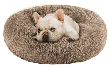 Top Amazon Cyber Monday Deals on Premium Dog Products – Save Big Today