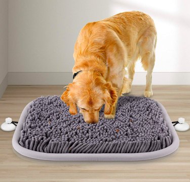 Top Amazon Cyber Monday Deals on Premium Dog Products – Save Big Today