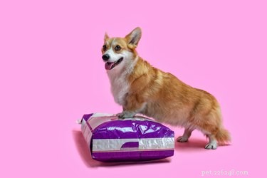 6 Creative Ways to Enrich Your Dog’s Dinner Time