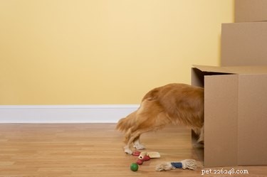 6 Creative Ways to Enrich Your Dog’s Dinner Time
