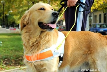 Holiday Gift Guide: 7 Trusted Pet Charities to Support