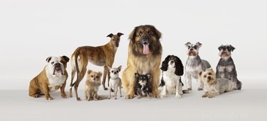 Holiday Gift Guide: 7 Trusted Pet Charities to Support