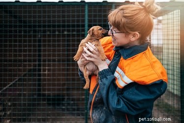 Holiday Gift Guide: 7 Trusted Pet Charities to Support