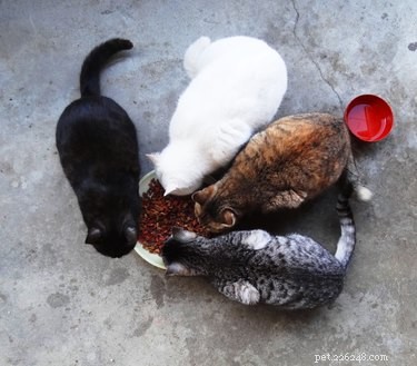 Holiday Gift Guide: 7 Trusted Pet Charities to Support