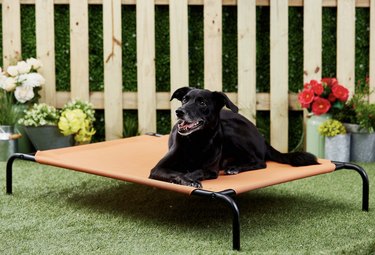 Chewy’s Best Cyber Monday Deals for Dogs: Save on Toys, Treats & Gear