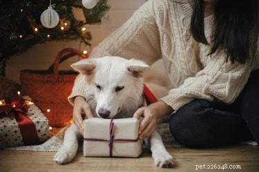 Chewy’s Best Cyber Monday Deals for Dogs: Save on Toys, Treats & Gear