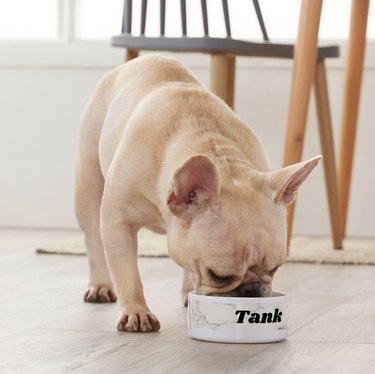 Chewy’s Best Cyber Monday Deals for Dogs: Save on Toys, Treats & Gear