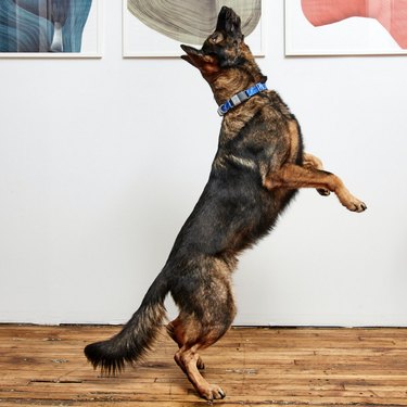 Chewy’s Best Cyber Monday Deals for Dogs: Save on Toys, Treats & Gear