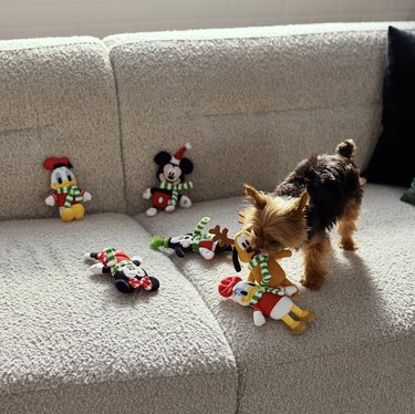 Chewy’s Best Cyber Monday Deals for Dogs: Save on Toys, Treats & Gear