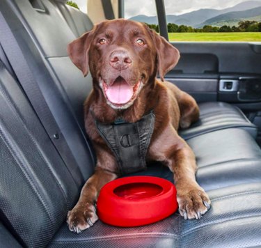 Top Dog Travel Bowls for On-the-Go Hydration & Nutrition